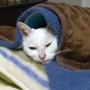 毛布に潜り込んで寝てる猫