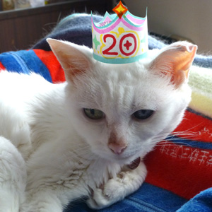 猫 トロ 20歳