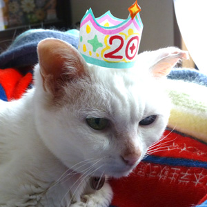 猫 トロ 20歳